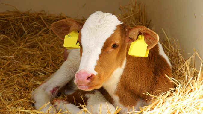 Calf with yellow eartag