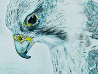 Saker-326x245