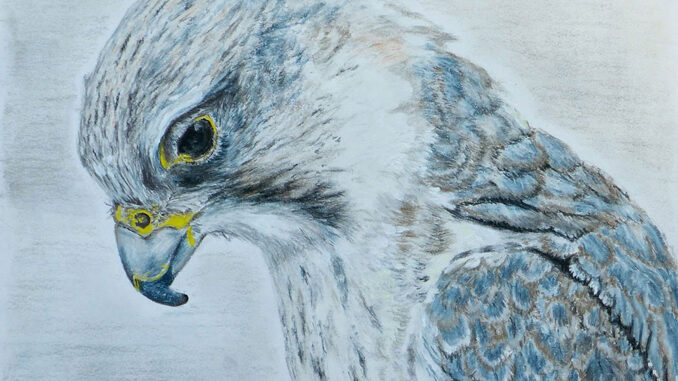 saker-falcon-drawing